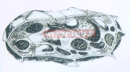 PLANT CELL MODEL